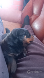 Rottweiler