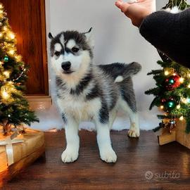 Siberian husky pedigree ENCI
