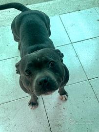 Staffordshire Bull Terrier femmina con pedigree
