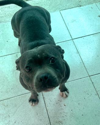 Staffordshire Bull Terrier femmina con pedigree
