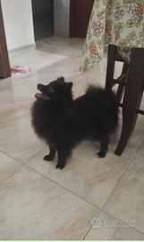 Spitz tedesco nano femmina 11 mesi