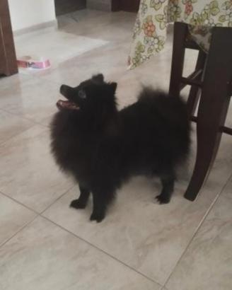 Spitz tedesco nano femmina 11 mesi