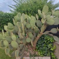 CACTUS OPUNTIA di grandi dimensioni 🌵