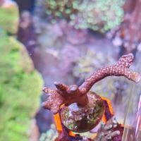Corallo Montipora bubblegum