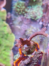 Corallo Montipora bubblegum