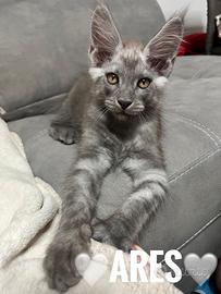 Cucciolo Maine Coon Blu Smoke Maschio