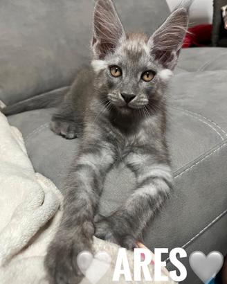 Cucciolo Maine Coon Blu Smoke Maschio