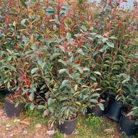 piante siepe photinia