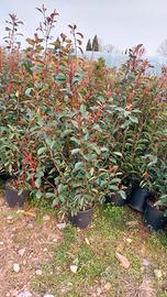 piante siepe photinia