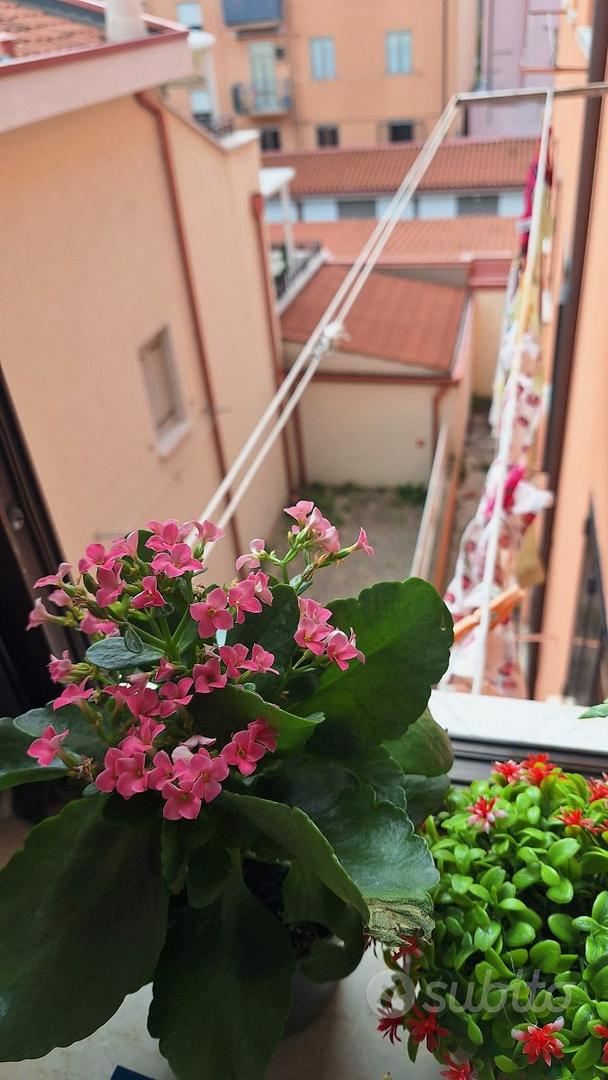 Appartamento – Chioggia, Sottomarina - Altro