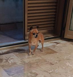 Chihuahua maschio