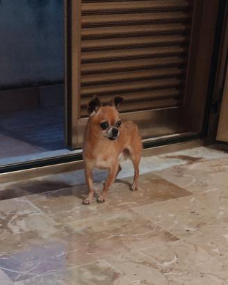 Chihuahua maschio