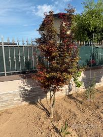 PIANTA DI ACERO ROSSO GIAPPONESE PALMATUM FIREGLOW