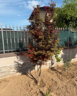 PIANTA DI ACERO ROSSO GIAPPONESE PALMATUM FIREGLOW