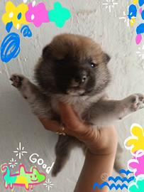 Shiba inu pedigree Enci