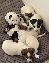 Cuccioli jack russell