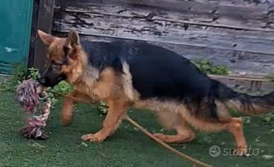 Meravigliosa cucciola di pastore tedesco