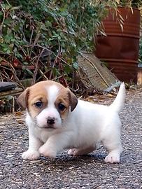 Jack Russell
