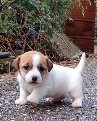 Jack Russell