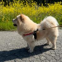 Chow chow maschio disponibile per monta
