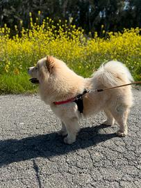 Chow chow maschio disponibile per monta