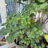 Pianta ortensia rampicante