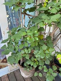 Pianta ortensia rampicante