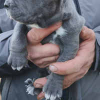 Cuccioli corso