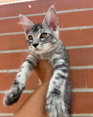 Cucciolo di Maine coon