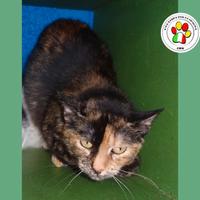 JENNY gattina bella e particolare