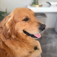 Golden retriever Disponibile per monta