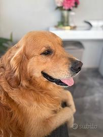 Golden retriever Disponibile per monta