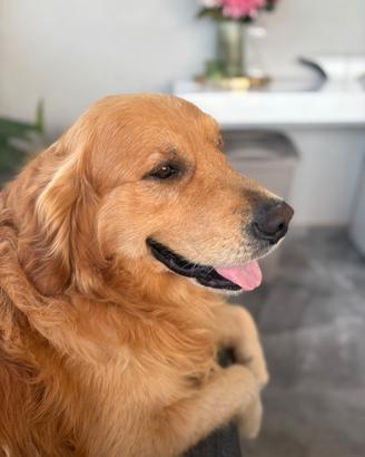 Golden retriever Disponibile per monta