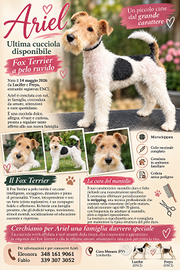 Cucciola di Fox terrier a pelo ruvido