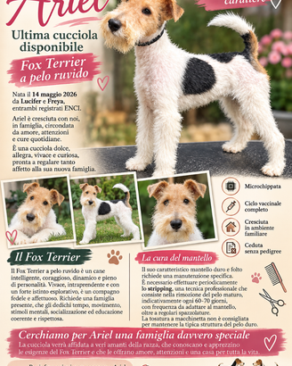 Cucciola di Fox terrier a pelo ruvido