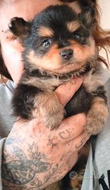 Spitz tedesco taglia piccola