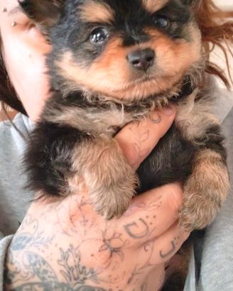 Spitz tedesco taglia piccola