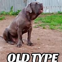 Cucciolone mastino napoletano
