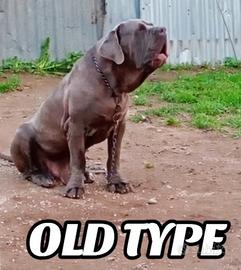 Cucciolone mastino napoletano
