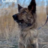 Cagna femmina 6 anni per nuova casa