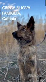 Cagna femmina 6 anni per nuova casa