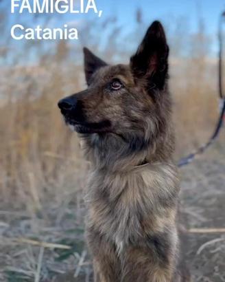 Cagna femmina 6 anni per nuova casa