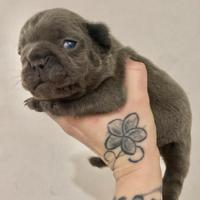 Bulldog francese