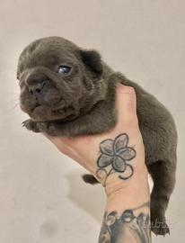 Bulldog francese