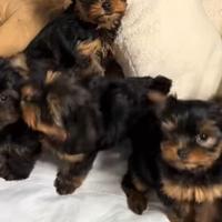 Yorkshire Terrier cuccioli