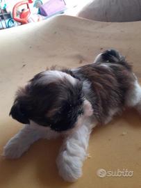 Shih Tzu cuccioli