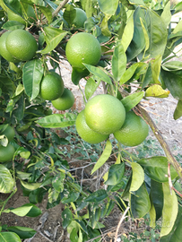 Terreni agricoli 2 tumoli