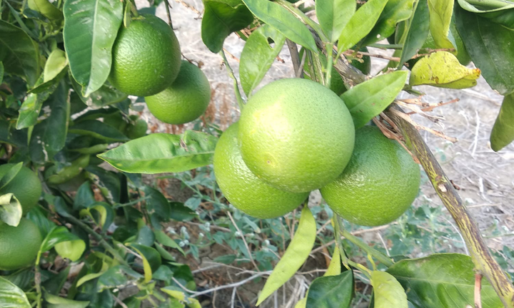Terreni agricoli 2 tumoli