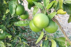 Terreni agricoli 2 tumoli