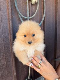 Spitz Pomerania toy